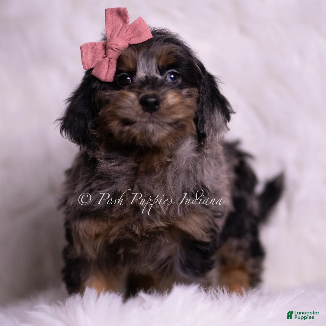 Mini Goldendoodle dogs for sale: Bianca - Ad 2