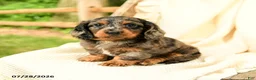 Miniature Dachshund dogs for sale: Darren  - Ad 4