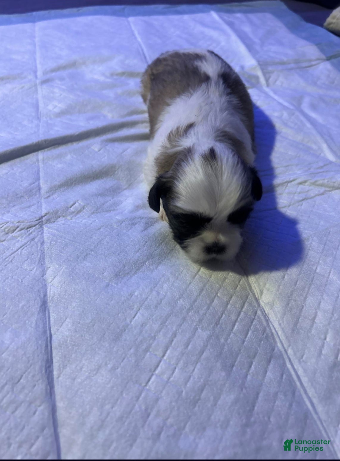 Shih Tzu dogs for sale: Biscotti - Ad 4