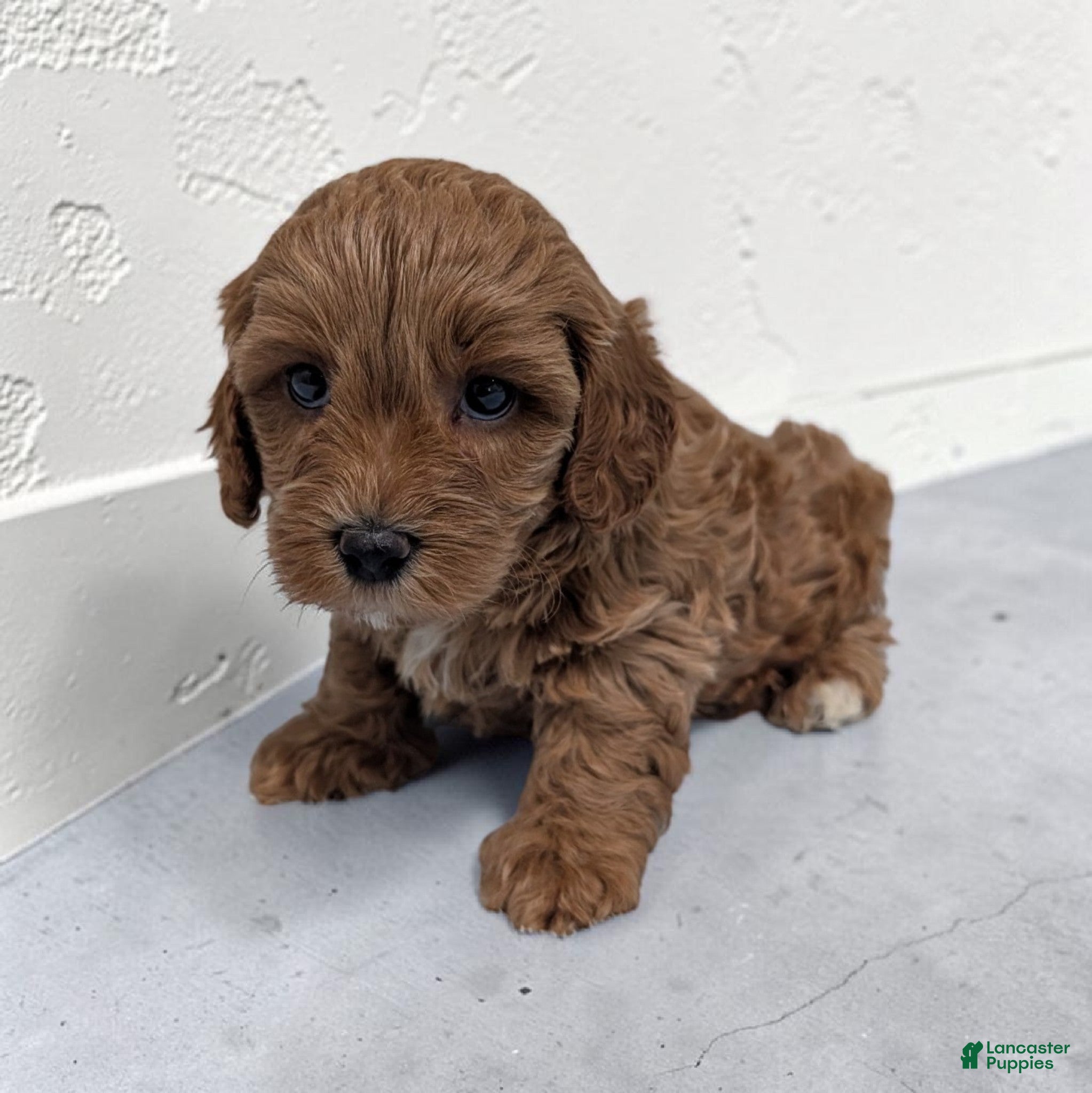Cavapoo dogs Lincoln - Ad 1