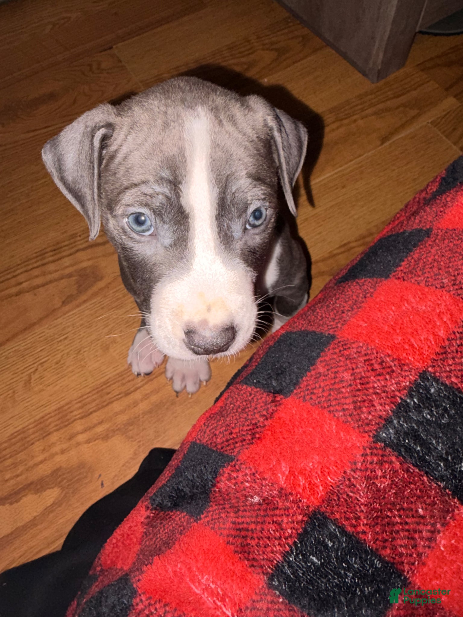 American Pit Bull Terrier dogs Milo - Ad 1