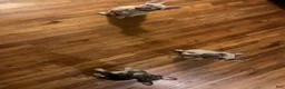 French Bulldog dogs for sale: Khrome - Ad 6