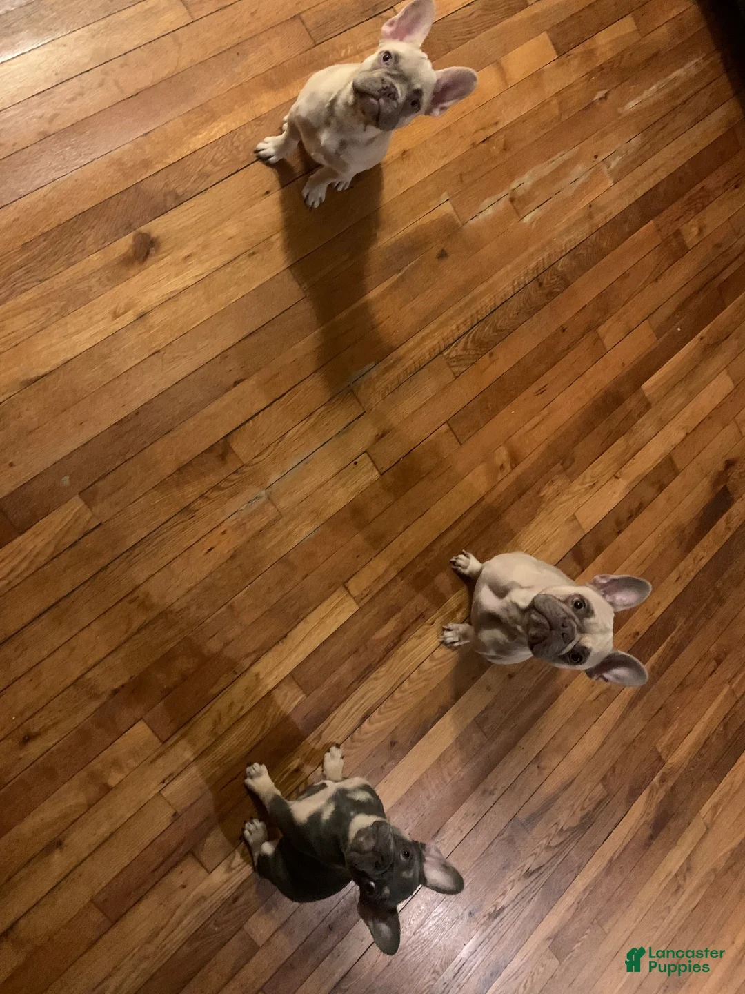 French Bulldog dogs for sale: Khrome - Ad 6