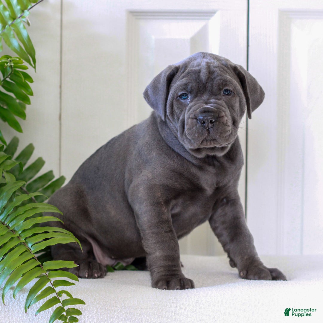 Cane Corso dogs for sale: Kylie - ICCF - Ad 3