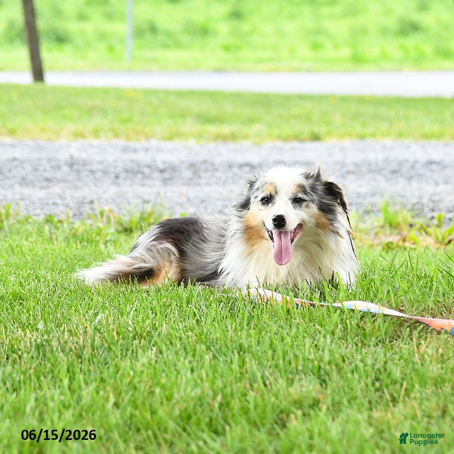 Miniature Australian Shepherd dogs Fletcher - Ad 2