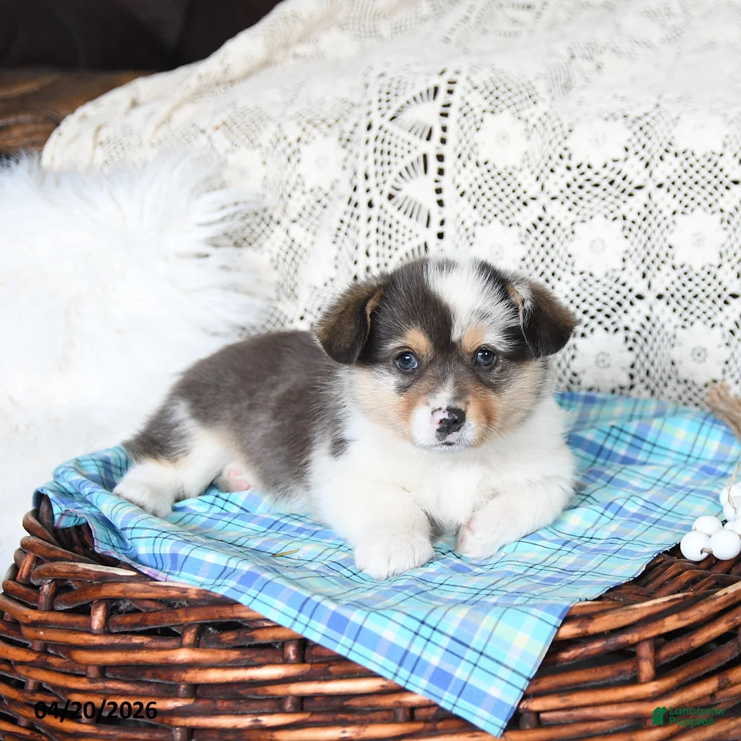 Welsh Corgi Pembroke dogs for sale: Cory - Ad 5