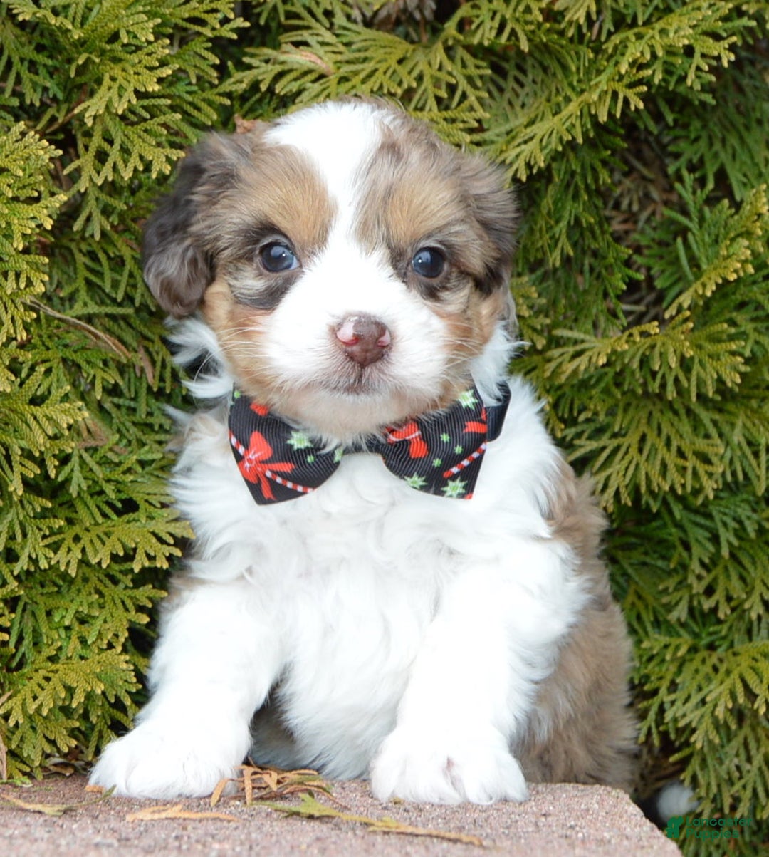 Mini Aussiedoodle dogs for sale: Toy Angel - Ad 9