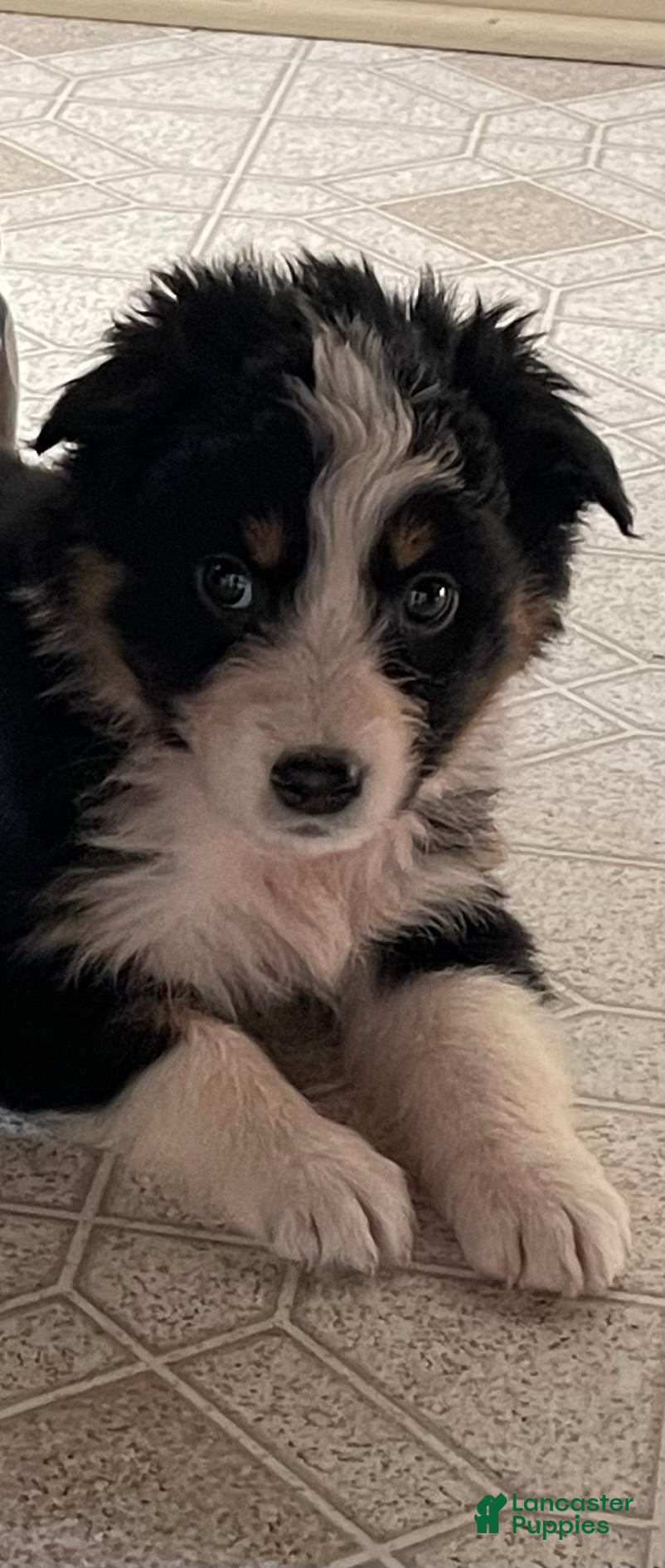 Australian Shepherd dogs Ruby  - Ad 21