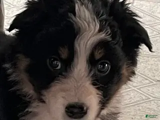 Australian Shepherd dogs Ruby - Ad 21