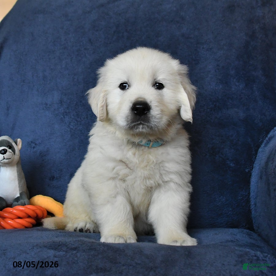Golden Retriever dogs Blizzard - Ad 1
