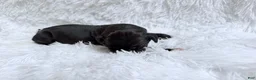 Great Dane dogs for sale: Whiskey - Ad 12