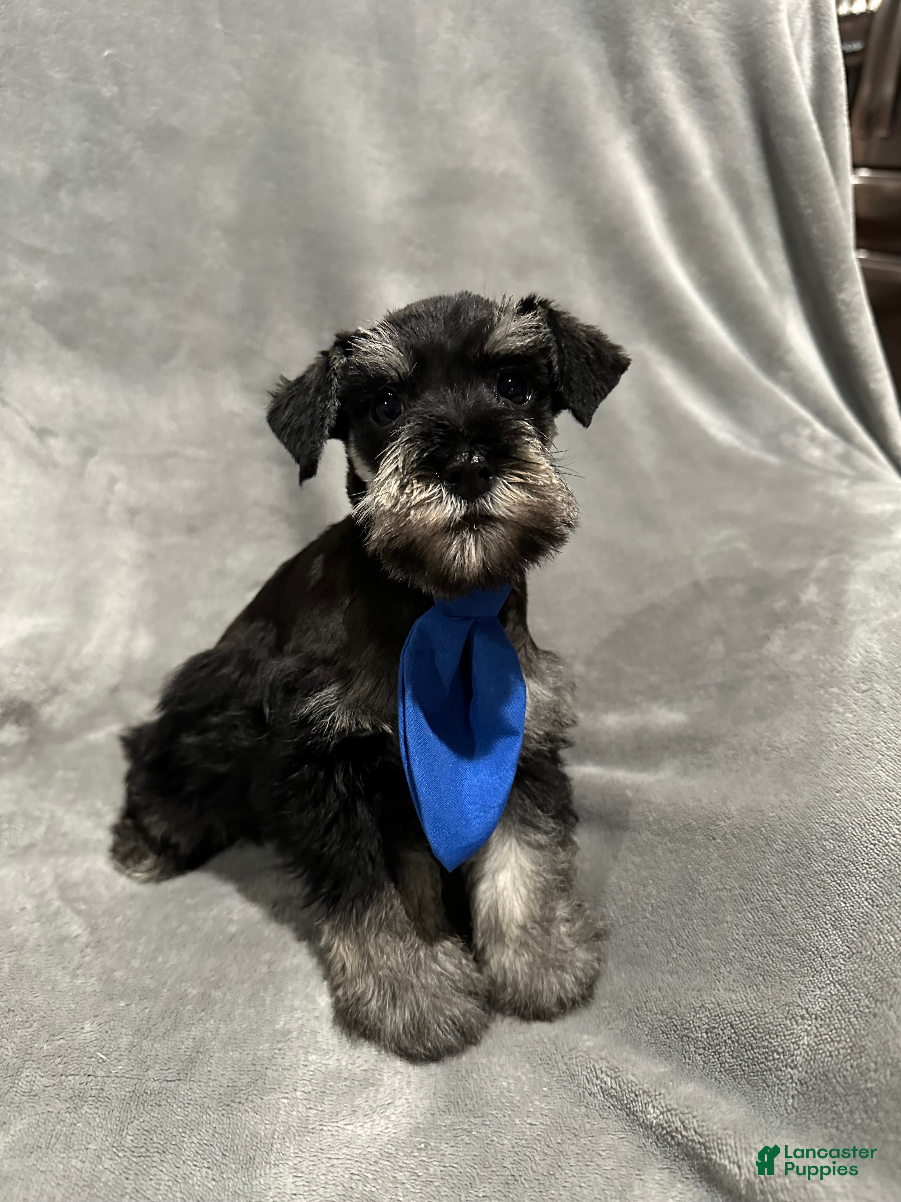 Miniature Schnauzer dogs Fritz - Ad 2