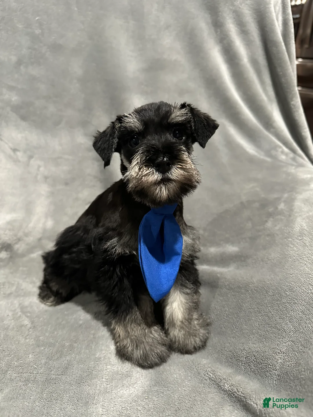 Miniature Schnauzer dogs for sale: Fritz - Ad 2