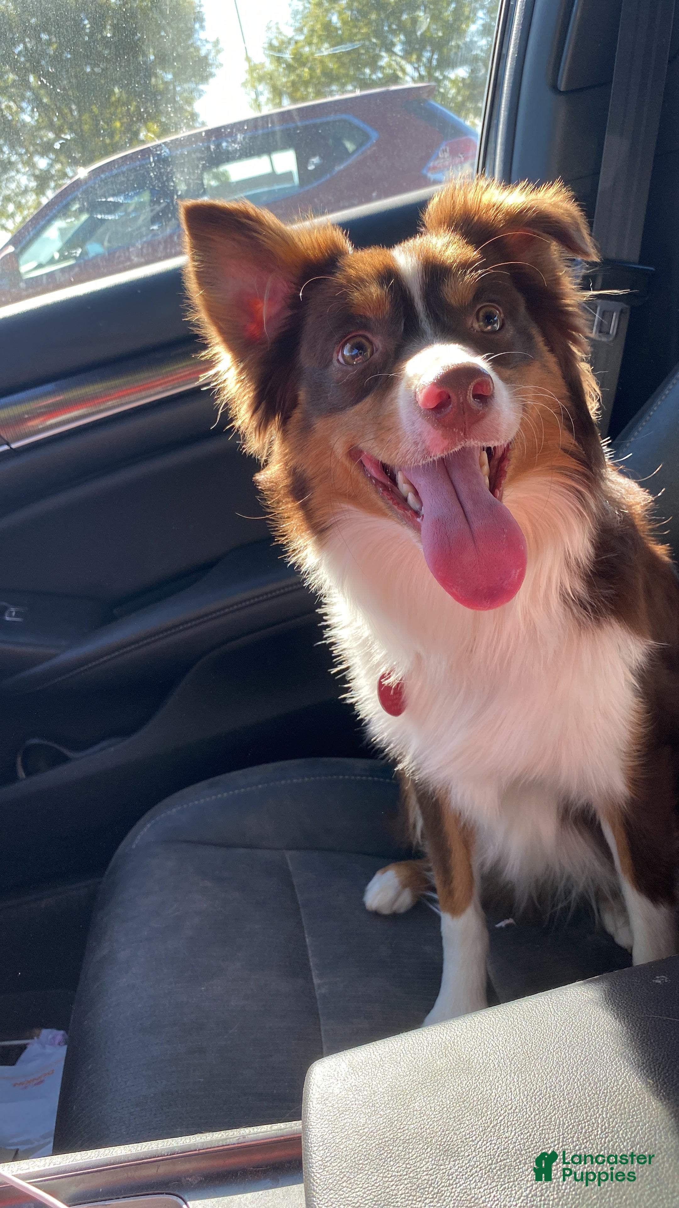 Miniature Australian Shepherd dogs Miniature Australian Shepherd 1 - Ad 20