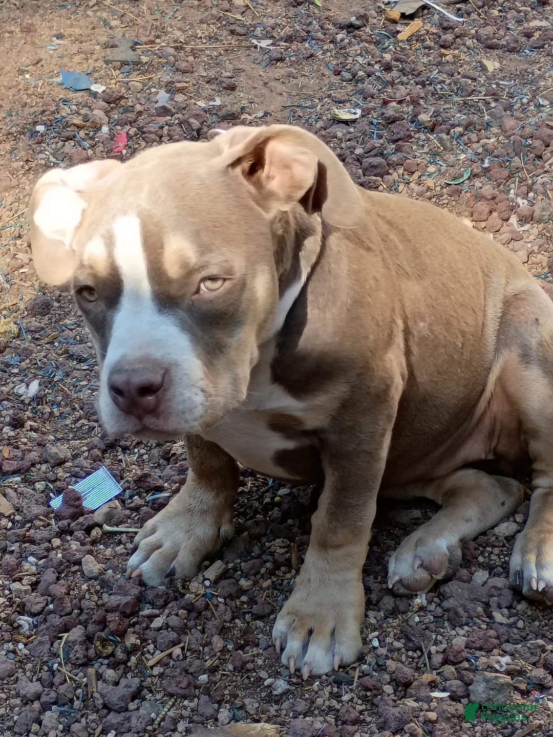American Bully dogs for sale: American Bully 1 - Ad 2