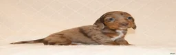 Miniature Dachshund dogs for sale: Rusty - Ad 8