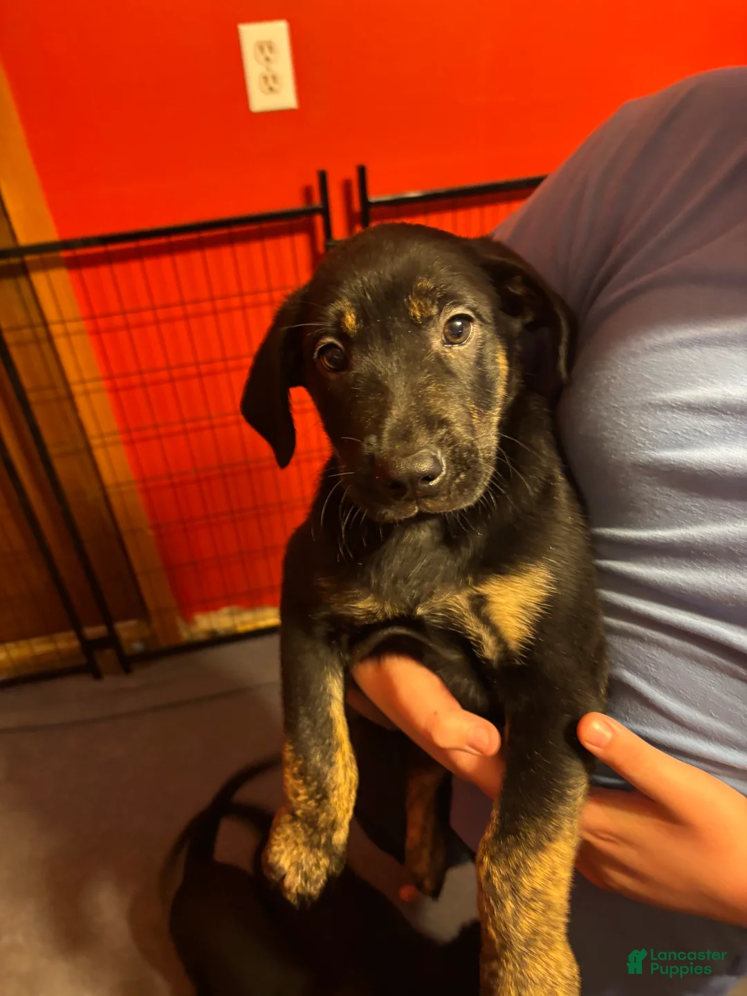 Goldador dogs for sale: Bluey - Ad 1