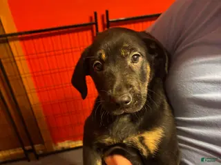 Goldador dogs Bluey - Ad 19