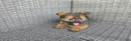 Pomapoo dogs for sale: Max - Ad 1