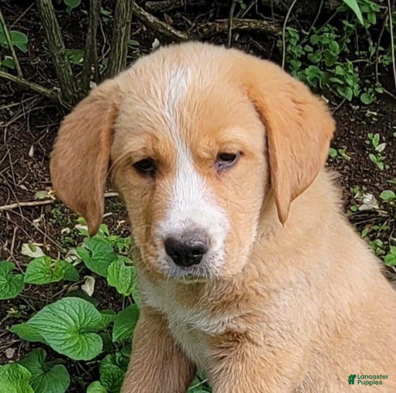 Mixed Breed dogs Daffy - Ad 1