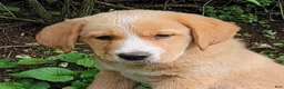 Mixed Breed dogs for sale: Daffy - Ad 13