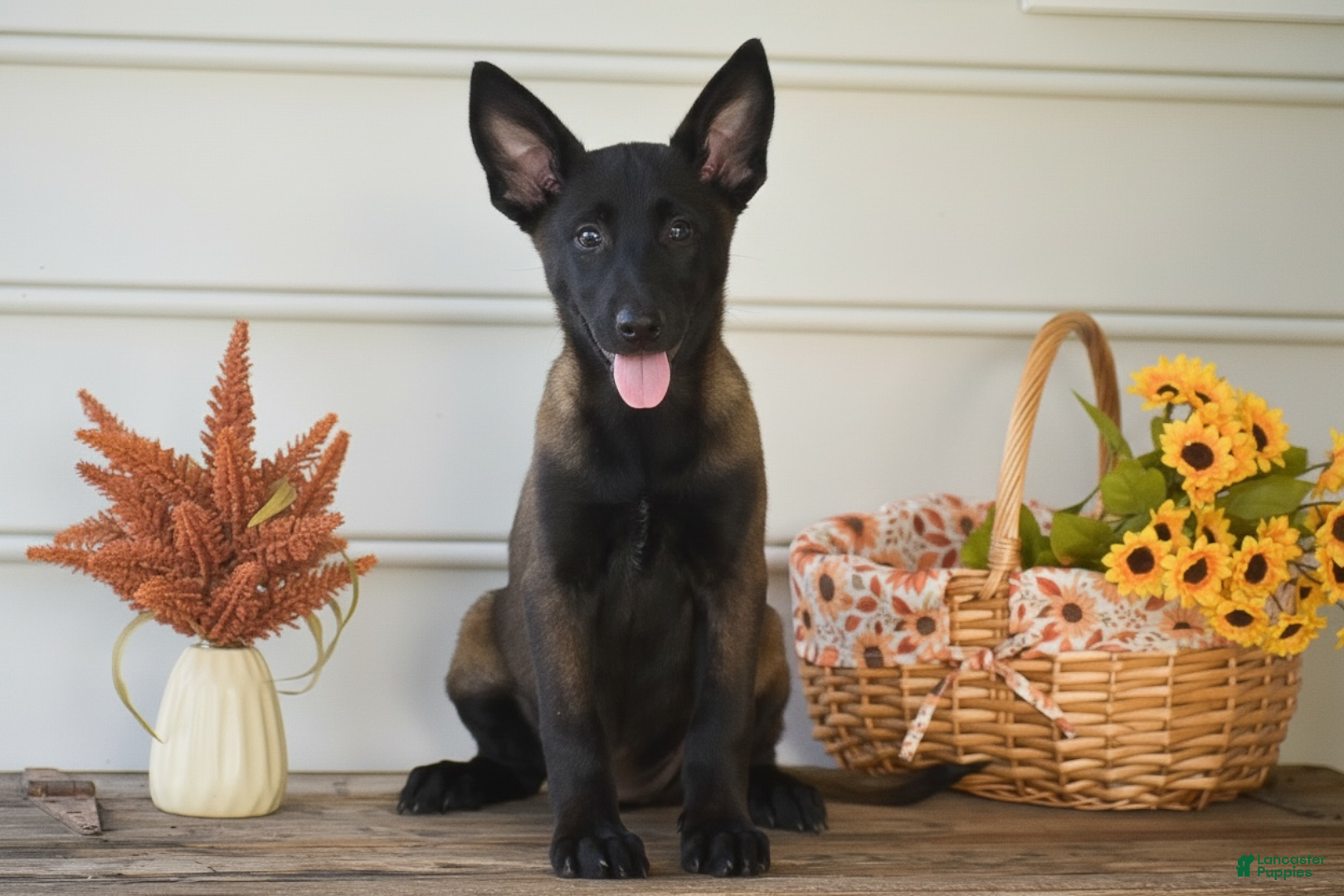Belgian Malinois dogs Dara - Ad 1