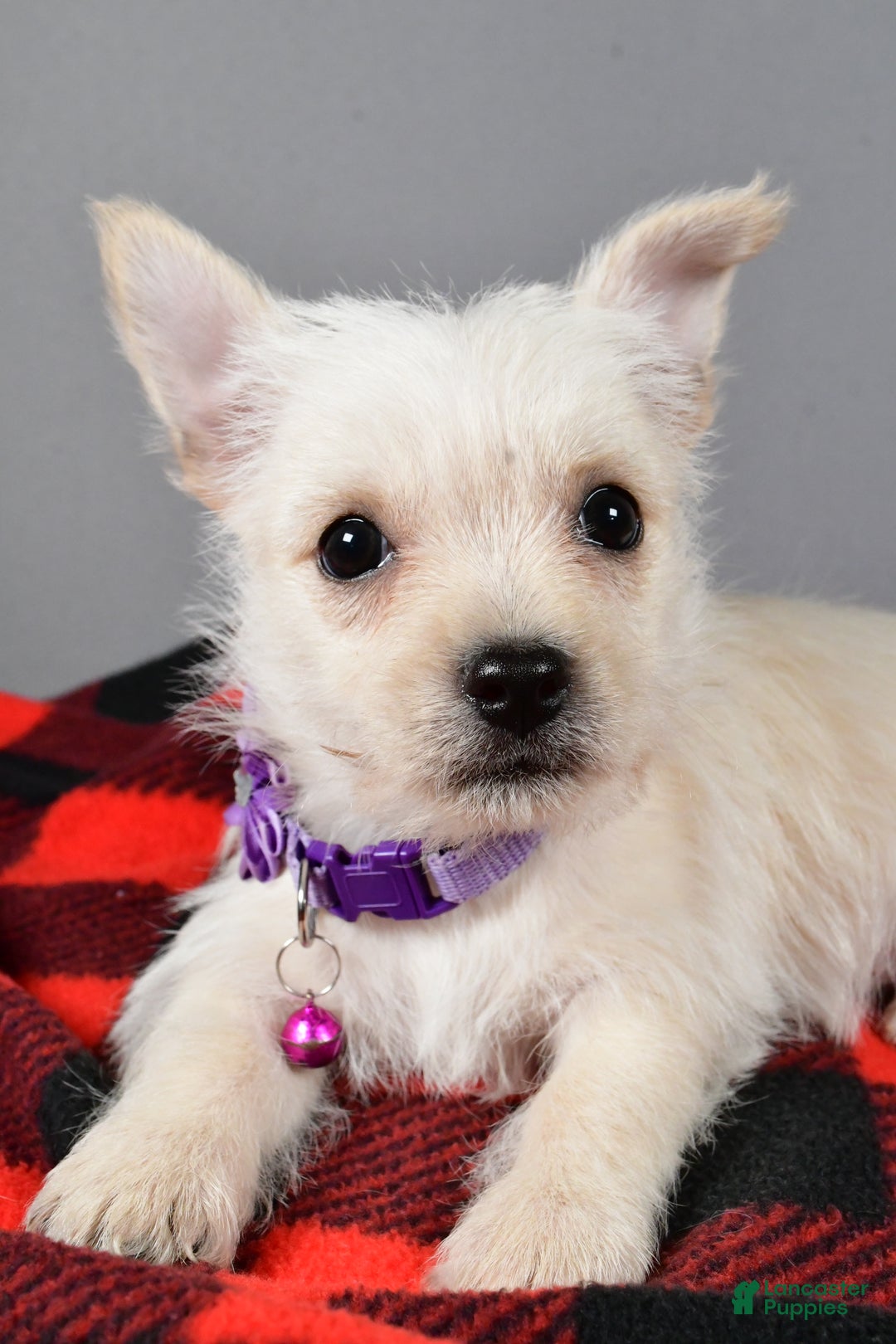 Cairn Terrier dogs for sale: Sox - Ad 4