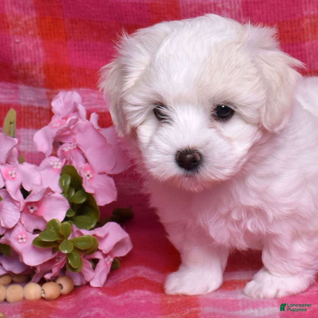 Coton De Tulear dogs for sale: Olivia  - Ad 6