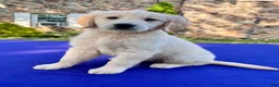 Golden Retriever dogs for sale: Frosty - Ad 4