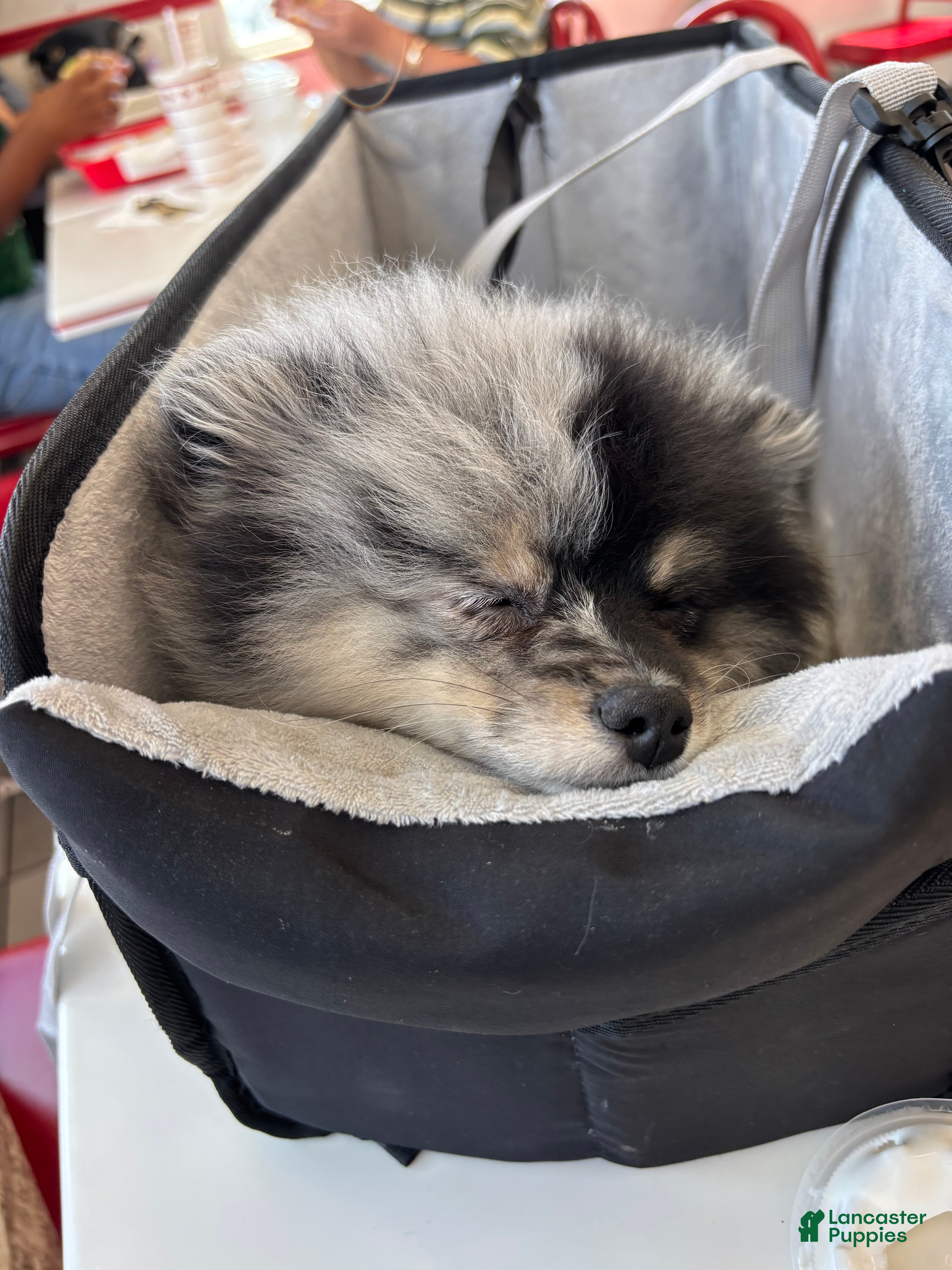 Mixed Breed dogs Oreo - Ad 2