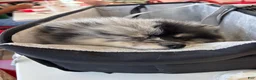 Mixed Breed dogs for sale: Oreo - Ad 2
