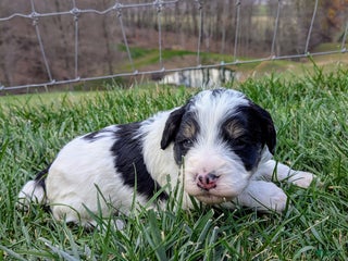 Bernedoodle dogs - Ad 12