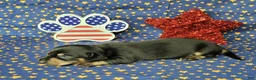 Miniature Dachshund dogs for sale: AKC Levi - Ad 4