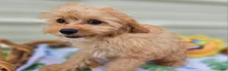 Cavapoo dogs for sale: Miles - Ad 19