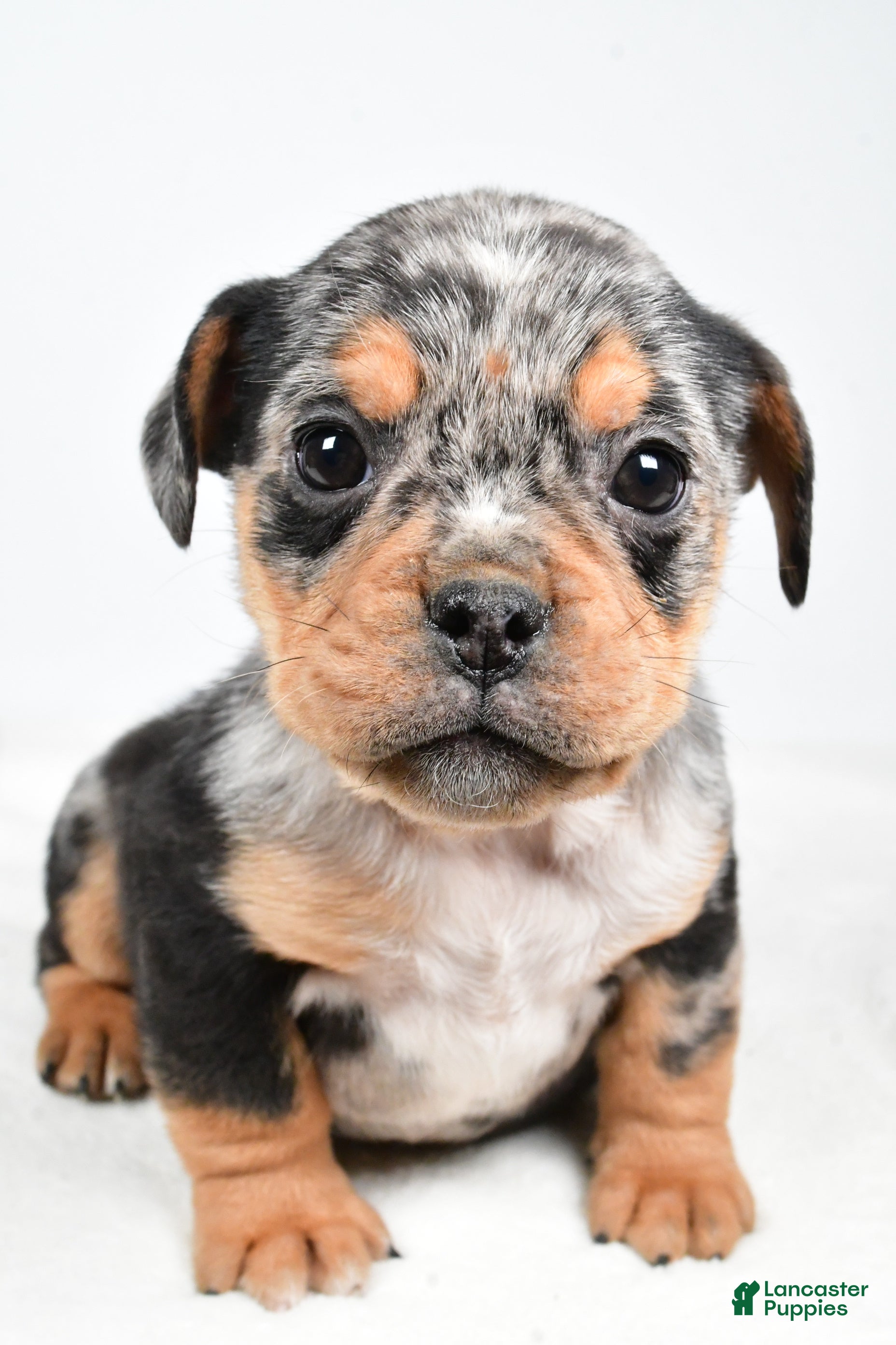 Mixed Breed dogs Lyndsey - Ad 2