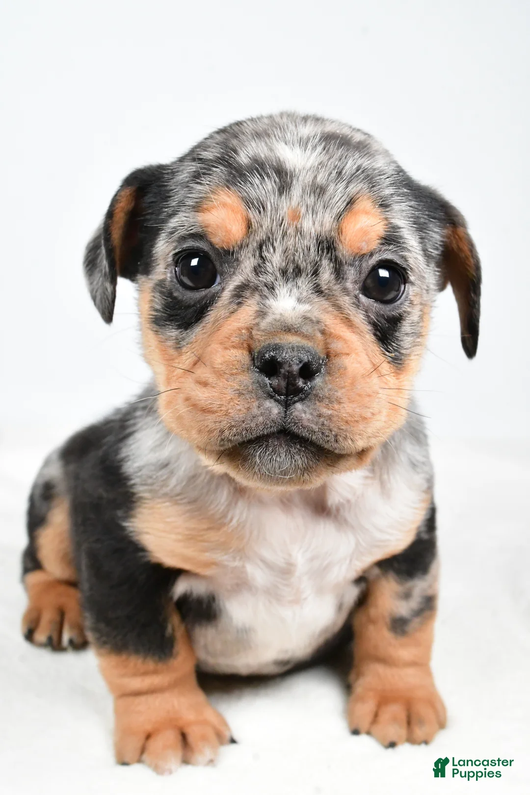 Beabull dogs for sale: Lyndsey - Ad 1