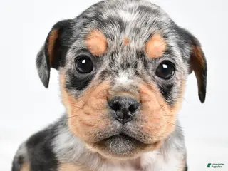 Mixed Breed dogs Lyndsey - Ad 2