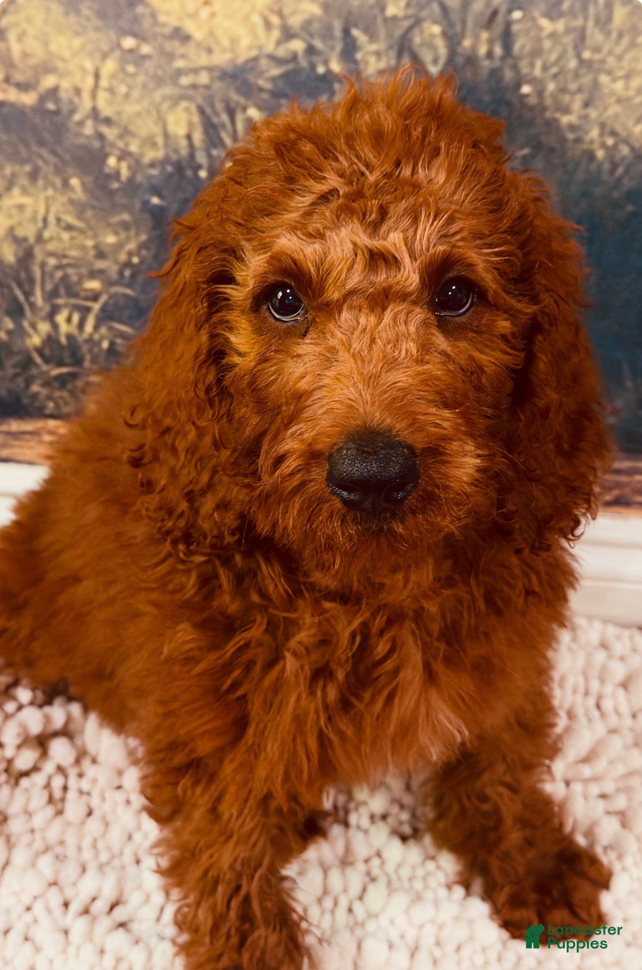 Goldendoodle dogs 💙 Mr. Royal Blue - Ad 2