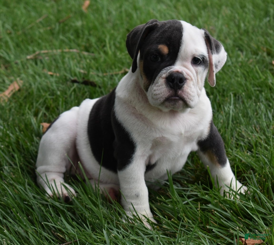 Beabull dogs Bella  - Ad 1
