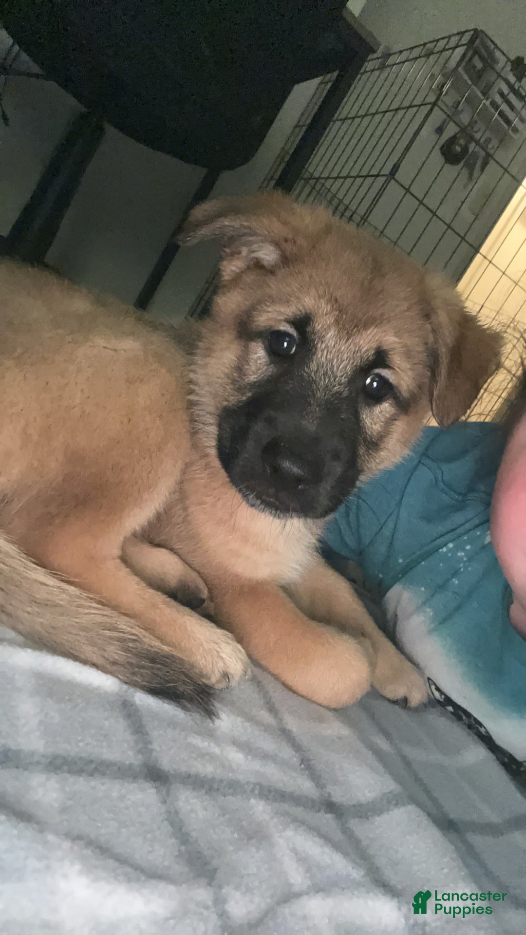 Gallery Image {{count}}