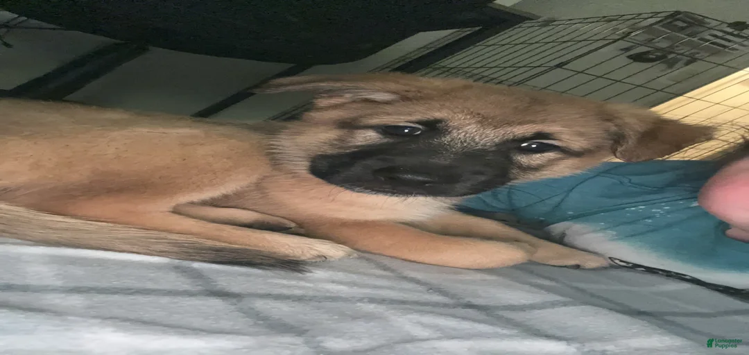 Gallery Image {{count}}