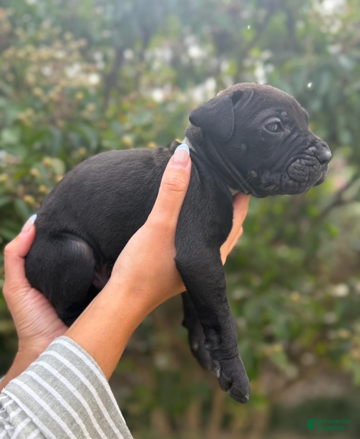Cane Corso dogs Cane Corso (Grey) - Ad 2