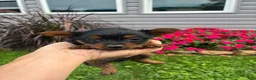 Yorkshire Terrier dogs for sale: Aspen - Ad 2