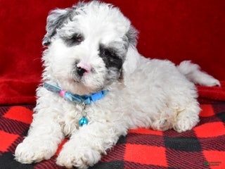 Newfypoo dogs Hans f one b - Ad 4