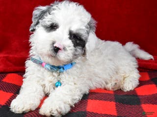 Newfypoo dogs Hans f one b - Ad 3