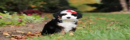 Mini Bernedoodle dogs for sale: Miley - Ad 7