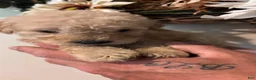 Mini Goldendoodle dogs for sale: Mini Goldendoodle 4 - Ad 10