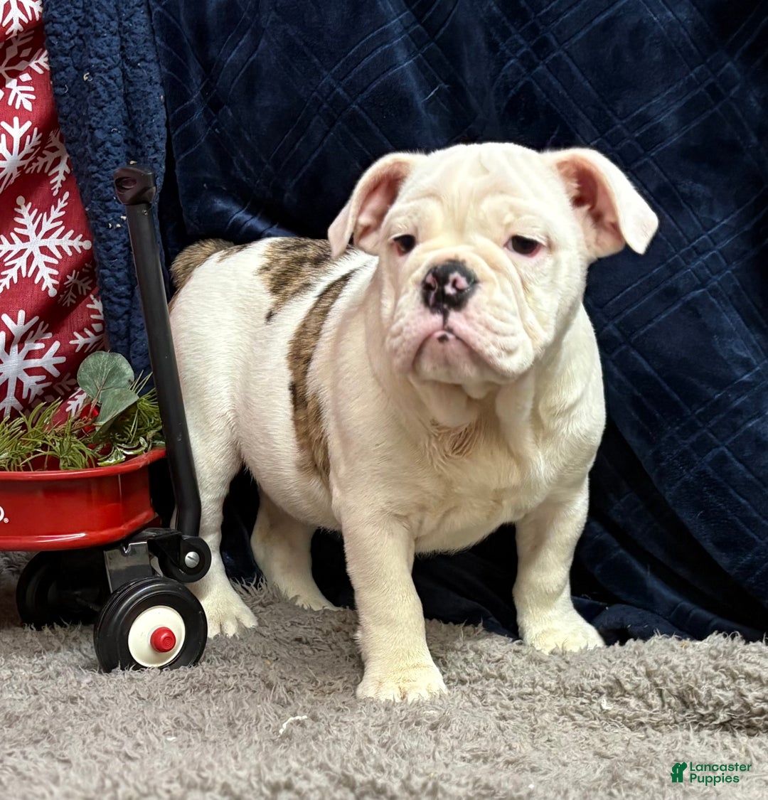 English Bulldog dogs for sale: Nadia - Ad 5