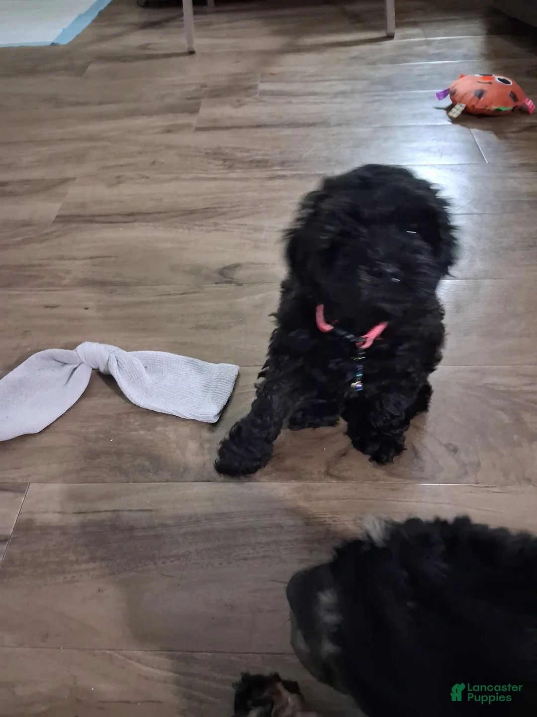 Mixed Breed dogs for sale: Mixed Breed Puppy 3 - Ad 1