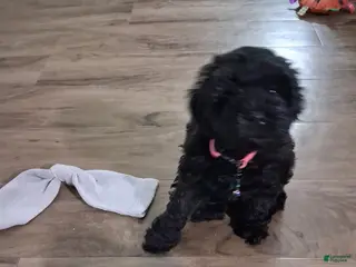 Mixed Breed dogs Mixed Breed Puppy 3 - Ad 36